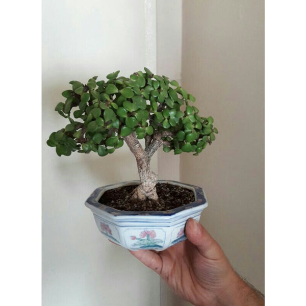 20cm premium glazed bonsai pot floral 20cm premium glazed bonsai pot floral.Size:L*20cm*20cm*10cm