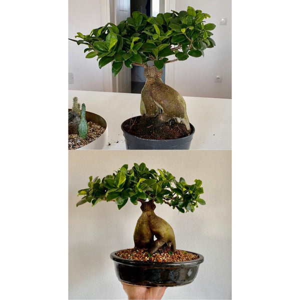 24cm premium glazed bonsai pot floral 24cm premium glazed bonsai pot floral.Size:L*24cm*16cm*9cm
