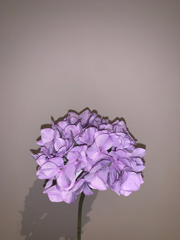Purple Hortensia’s