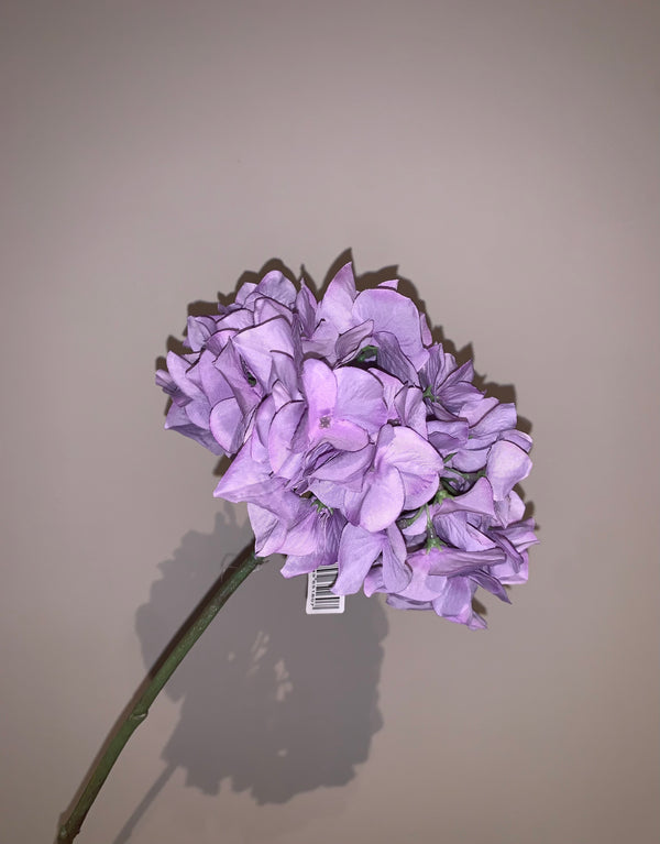 Purple Hortensia’s
